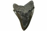 Fossil Megalodon Tooth - Huge River Meg #311875-2